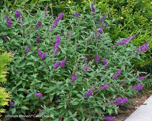 Buddleia Miss Violet | Bluestone Perennials