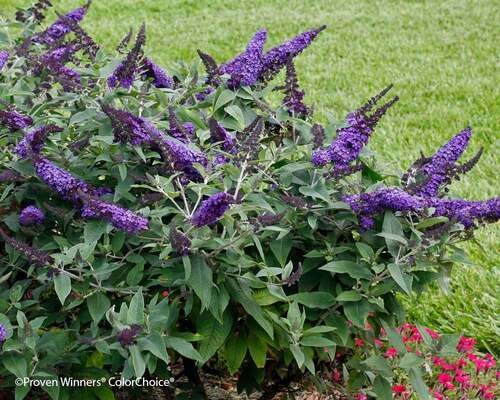 Buddleia Pugster Blue | Bluestone Perennials