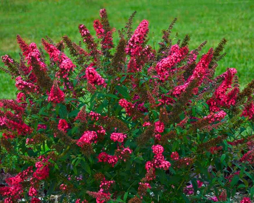 Buddleia Prince Charming | Bluestone Perennials