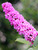 Buddleia Pink Micro Chip