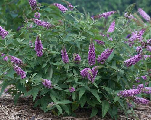 Buddleia Pink Micro Chip | Bluestone Perennials