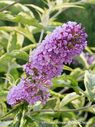 Buddleia Summer Skies | Bluestone Perennials