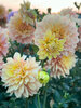 Dahlia Wyn's New Pastel