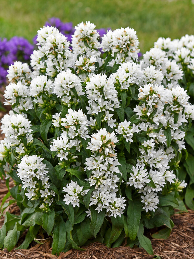 Campanula Angel Bells