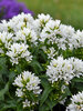 Campanula Angel Bells