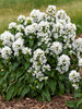 Campanula Angel Bells