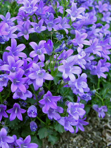 Campanula Coch. Bavarian Blue | Bluestone Perennials