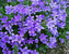 Campanula Bavarian-Blue