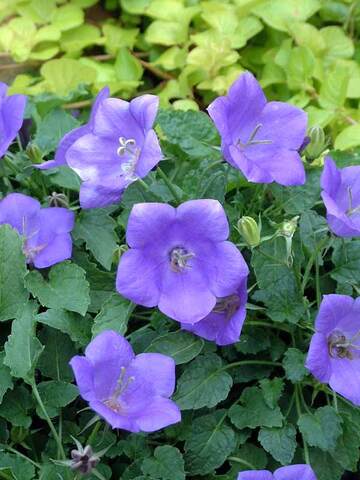 Campanula Carp. Blue Clips | Bluestone Perennials