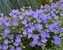 CAMPANULA CARP. BLUE CLIPS -- Bluestone Perennials