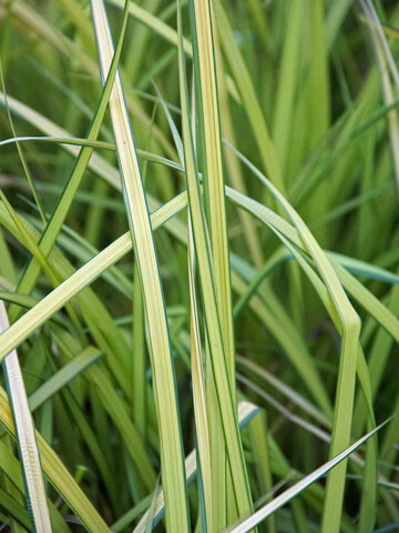 Carex Bowles Golden | Bluestone Perennials