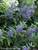 Caryopteris Beyond Midnight