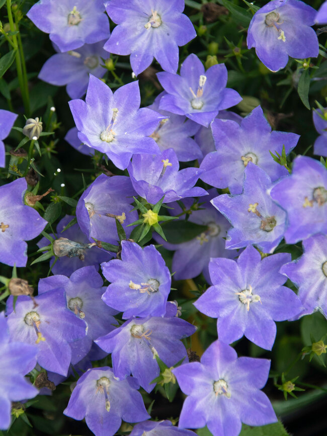 Campanula Cariboo Blue | Bluestone Perennials