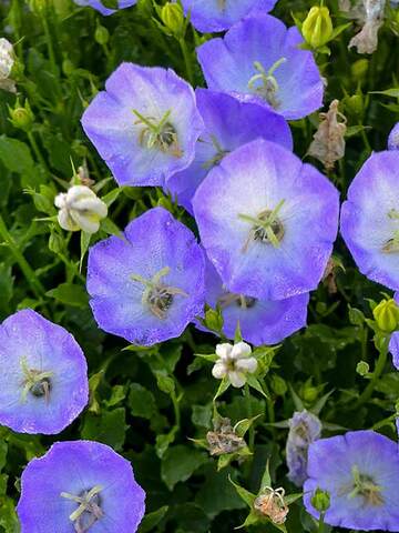 Campanula Delft Teacups | Bluestone Perennials