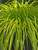 Carex Everillo