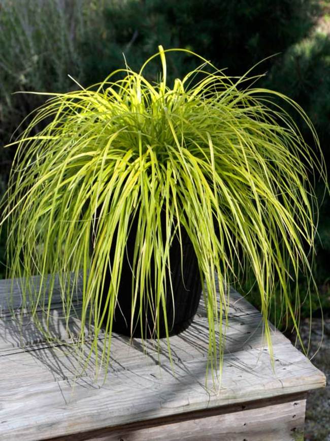 Carex Everillo | Bluestone Perennials