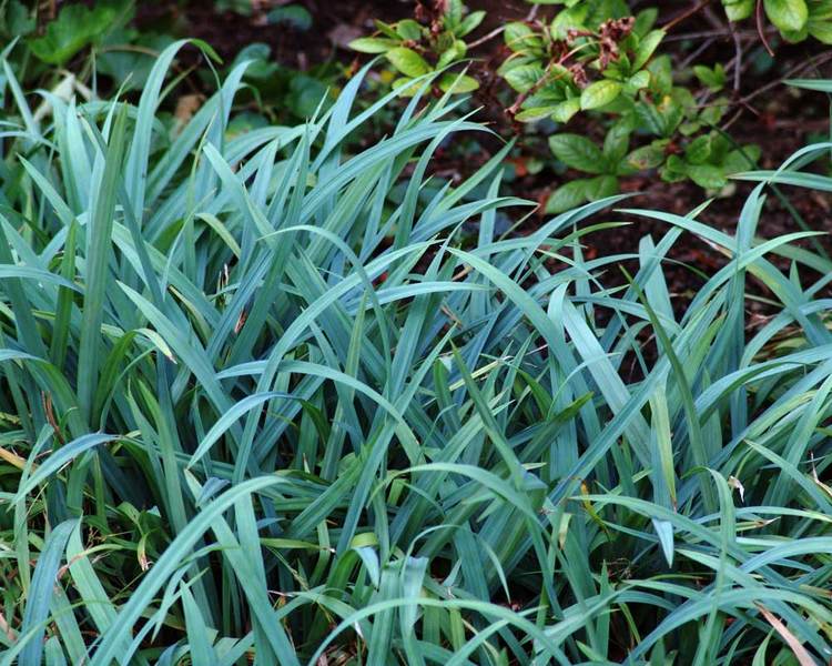 Product Viewer - CAREX FLACCOSPERMA