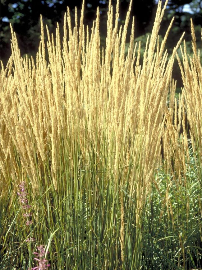 Calamagrostis Karl Foerster Bluestone Perennials 3919