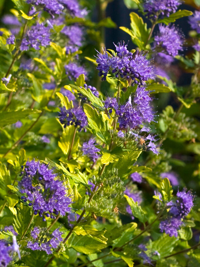 Caryopteris Sunshine Blue II