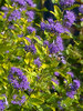 Caryopteris Sunshine Blue II