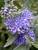 Caryopteris Sterling Silver