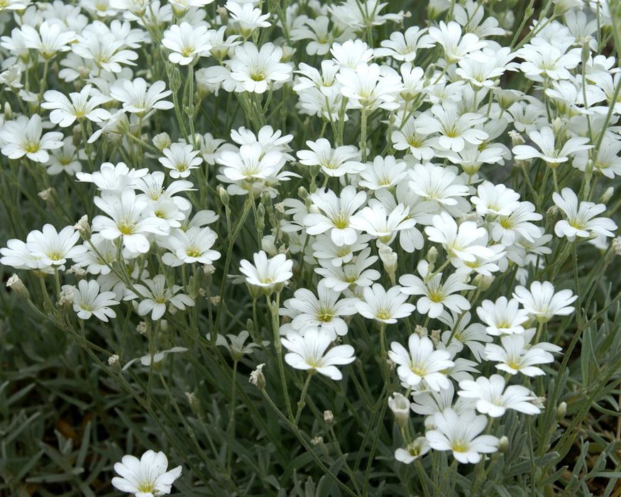 Cerastium Olympia | Bluestone Perennials