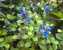 Ceratostigma Plumbaginoides