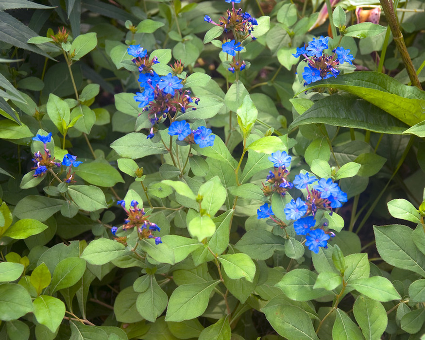 Ceratostigma Plumbaginoides Bluestone Perennials My Xxx Hot Girl