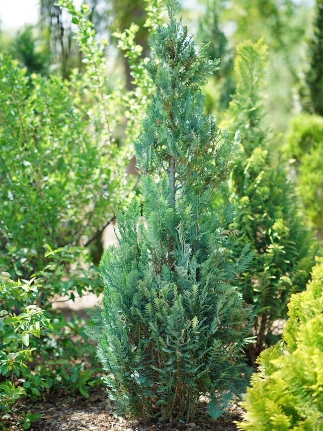 Chamaecyparis Pinpoint Blue | Bluestone Perennials