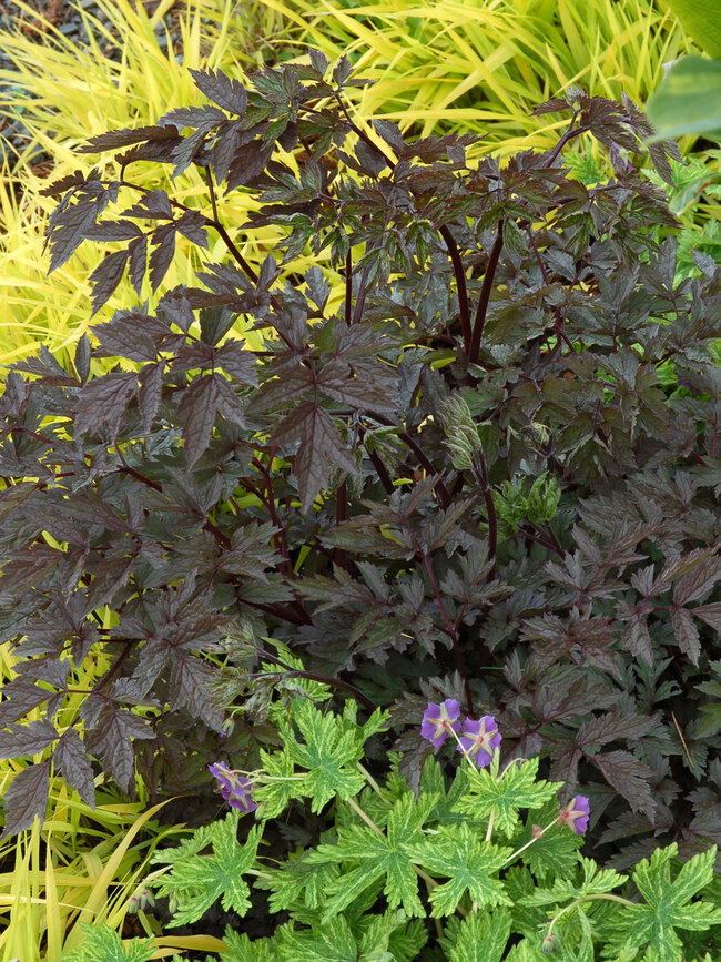 Cimicifuga Black Negligee Bluestone Perennials