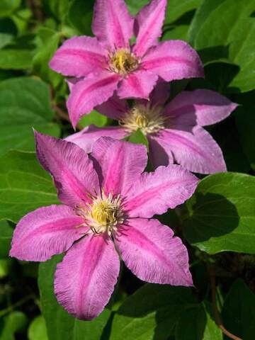 Clematis Abilene | Bluestone Perennials