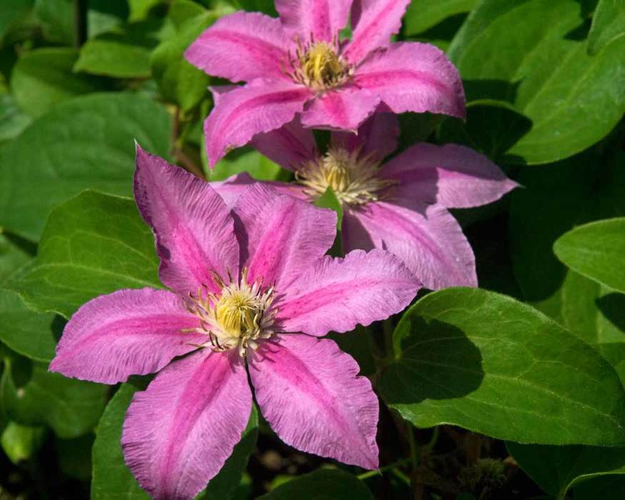 Clematis Abilene | Bluestone Perennials