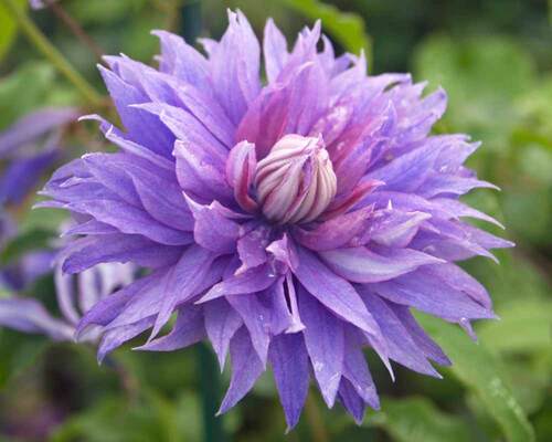 Clematis Diamantina | Bluestone Perennials