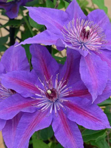 Product Viewer - CLEMATIS EDDA