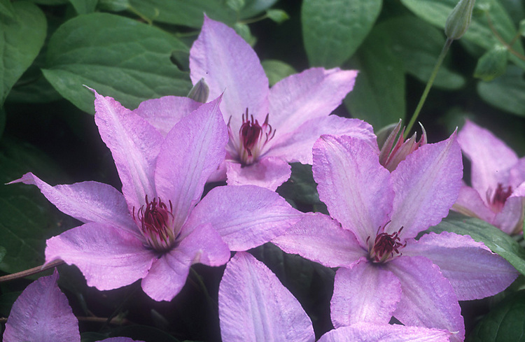 Product Viewer - Clematis Hagley Hybrid