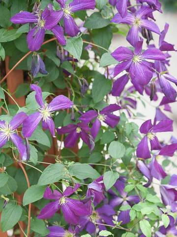 Clematis Happy Jack | Bluestone Perennials