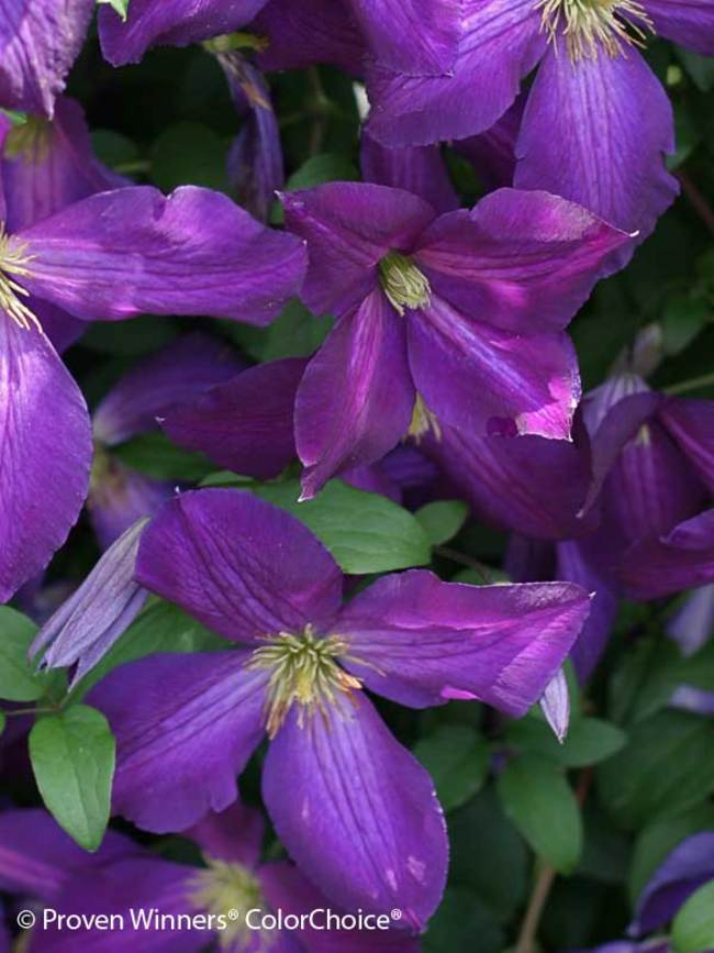 Clematis Happy Jack