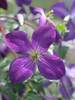 Clematis Happy Jack