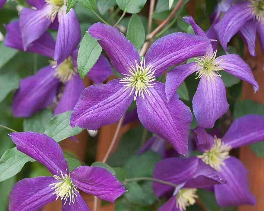 Clematis Happy Jack | Bluestone Perennials