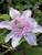 Clematis Josephine