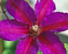 Clematis Mrs.-N.-Thompson