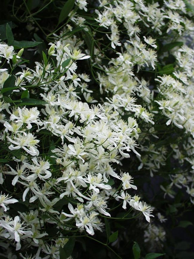 clematis paniculata