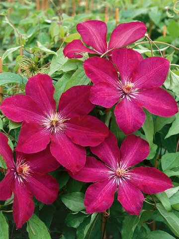 Clematis Rouge Cardinal | Bluestone Perennials