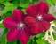 Clematis Rouge Cardinal