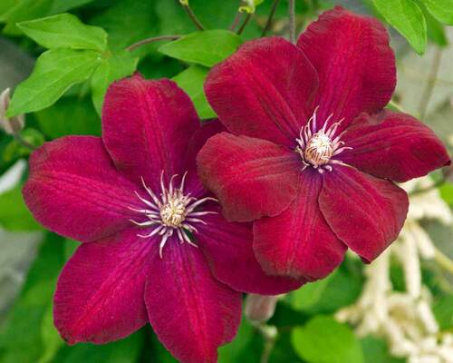 Clematis Rouge Cardinal | Bluestone Perennials