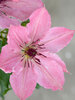 Clematis Sarah Elizabeth