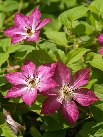 Clematis Viva Polonia | Bluestone Perennials