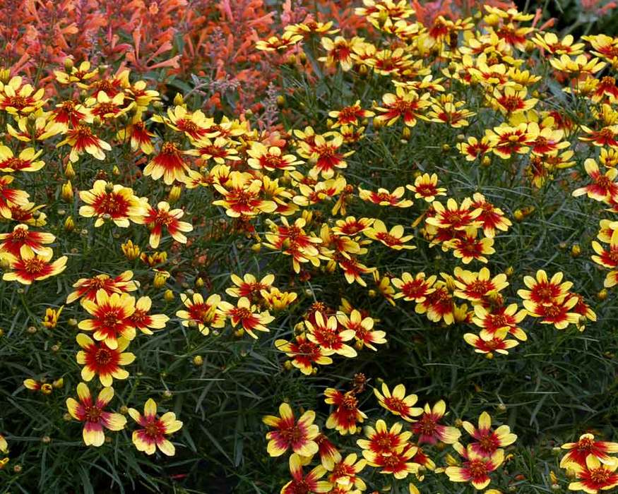 Coreopsis Bengal Tiger | Bluestone Perennials