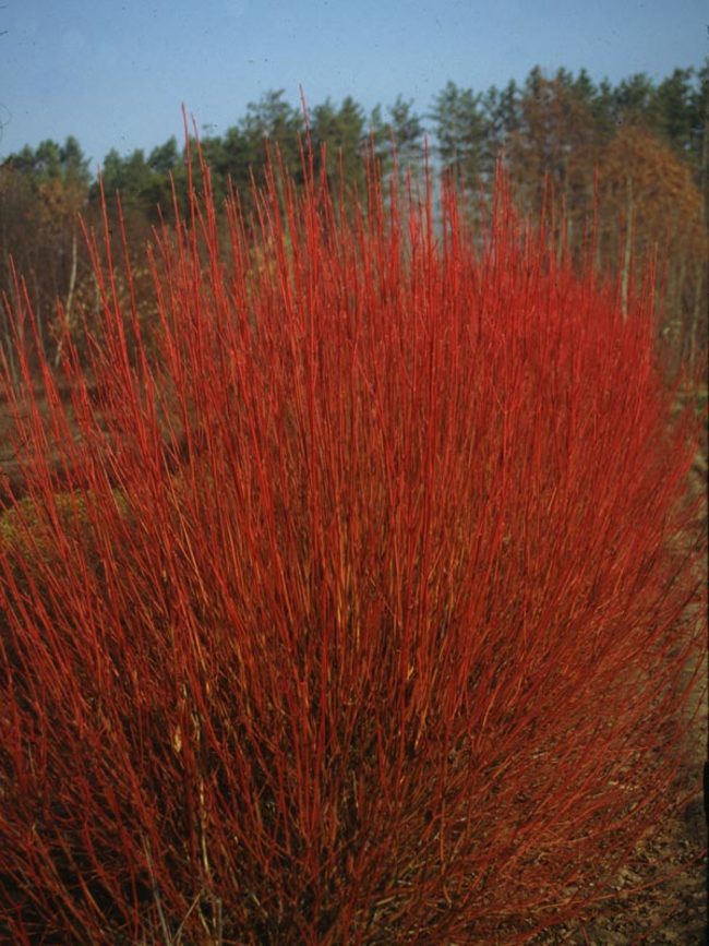 Cornus Cardinal