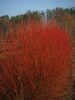 Cornus Cardinal